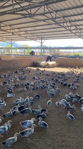 How to Safely Catch and Transfer Ducklings