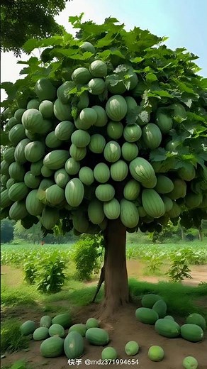 Enjoy beautiful nature & Life🍉🍊