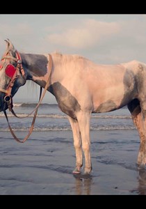 Megalopolis streaming: where to watch movie online?