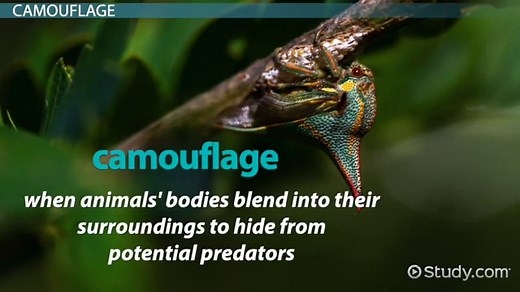 Thorn Bug Facts: Lesson for Kids