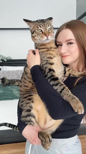 My amazing Dexter ♥️ #cat #cats #fblifestyle | dexterboycat