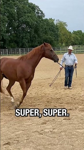 Join the 30 Day Canter Challenge to learn how to get a quality canter like this!