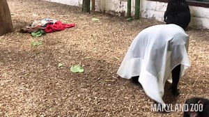 1M views · 23K reactions | The ghost of Christmas present is haunting Chimp Forest! Oh, wait, that's just adult female chimp Asali hiding under a sheet and showing her playful side with youngsters Maisie and Lola. | The Maryland Zoo in Baltimore | Facebook