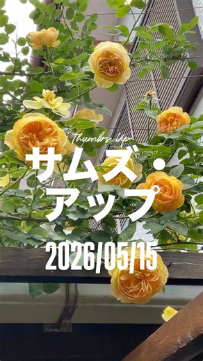 Thumbs Up ⠀⠀May 15, 2026. A shrub rose by Peter Beales. An English rose.