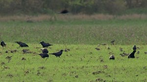 Common Starling Sturnus Vulgaris Flock Field Stock Footage Video (100% Royalty-free) 32207692 | Shutterstock