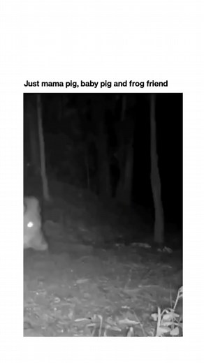 The New Wave (@.thenewwave)’s video of vampire bat