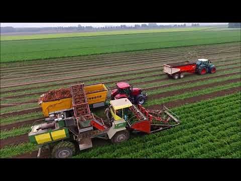 Wortels Rooien / Harvesting carrots / Karotten / Möhren Ernte / Riecam / Dewulf / Akkerbouw