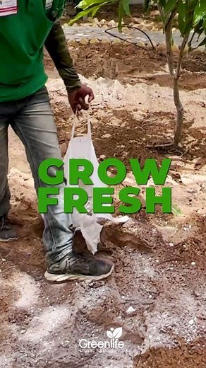 14 reactions · 6 comments | Discover the pure joy of growing and savoring your own fresh, vibrant produce right at home. 復凌 ️ Embrace the beauty of nature in your very own courtyard, rooftop, or balcony. Let us be your trusted partner in creating an edible oasis that nourishes both body and soul. ✨ #organicfarming #homegrowngoodness #greenlifeorganic #SustainableLiving #HomegrownProduce #GreenLifestyle | Green Life Organic Farming | Facebook