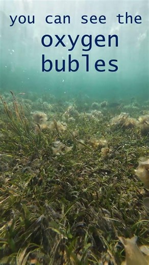Seagrass making Oxygen Bubbles