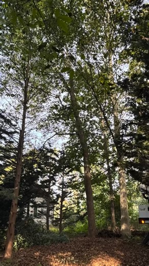 Gravity’s strong, but our rigging setup is stronger! Safe removals over roofs, fences, and power lines every time. 🪢✨#treework #treeservice #treeserviceofchestercounty #treeremoval #treeremovals #arborist #treerigging #buckettruck #chainsaws @husqvarnausa | R & H Tree Service