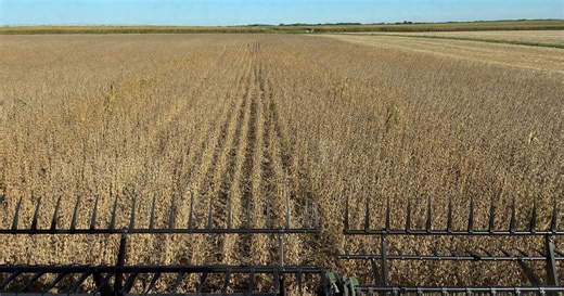 Biostimulant study shows mixed results in soybeans
