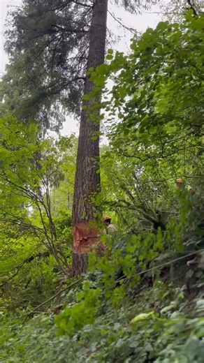 49 reactions | Even as the Oregon #logging industry faces tough times...