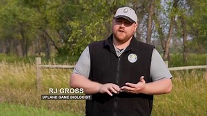 Find out how the 2023 pheasant season is shaping up in this week's North Dakota Outdoors. | North Dakota Game and Fish Department