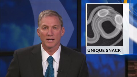 New Mexico Wildfire Center helps Sonoran gopher snake that ate two decoy eggs