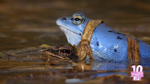 The Blue Frog – Nature’s Rare Transformation