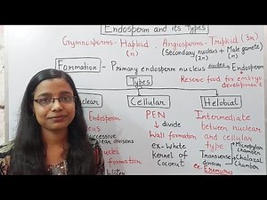 Endosperm and its types | ‪@AllAboutBiology‬