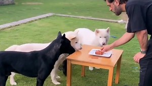 1.8K views · 132 reactions | MS Dhoni 朗  #யாழிஸ் #MrJaffnese #தமிழீழன் | #மீம்ஸ் #Memes #தமிழ் #Tamil | #யாழ்ப்பாணம் #Jaffna #தமிழீழம் #Tamileelam #ஈழம் #Eelam #இலங்கை #SriLanka #日本国 #ஜப்பான் #Japan #MGR #Sivaji #Rajini #Kamal #Vijay #Ajith #Goundamani #Senthil #Vadivelu #Vivek #Santhanam #Soori  | Mr.Jaffnese | Facebook