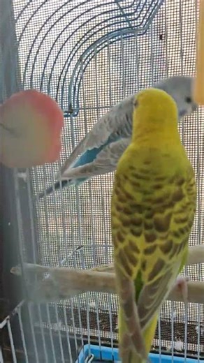 Budgies Love Carrots 🐦🥕 | Healthy Natural Snack #shortsfeed