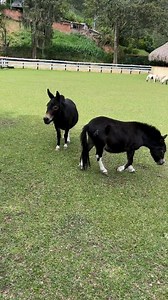 Lindas minimulas de mucha calidad por su conformación y...