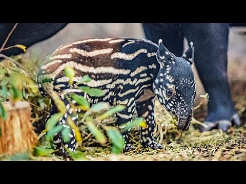 Critically Endangered Malayan Tapir Born at UK Zoo