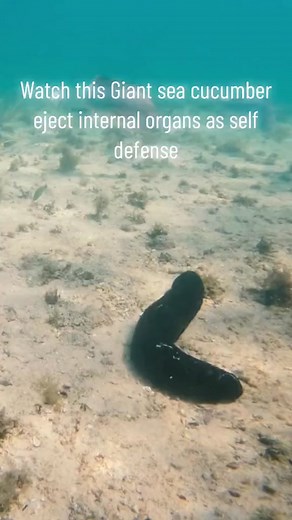 Sea Cucumber World on TikTok