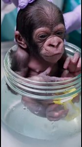 OMG 😱 doctors put baby in a jar of water #gorilla #usa #monkey | Doctor&Animal