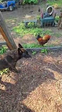 LOOSE BABY CHICK! #WhittAcres #homesteadinglife #enjoynaturetoday