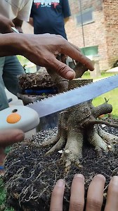 pola awal materi Water Jasmine #bonsaiindonesia | Alam Bonsai