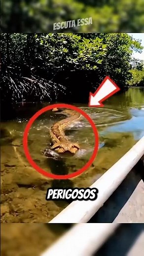 PART 1 | DANGEROUS animals of the AMAZON river #curiosities #animals #creatures