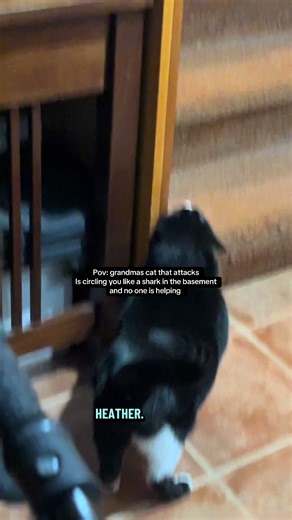 Grandma's Cat Turns Christmas Into a Shark Attack