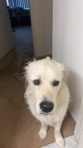 Animal clips queen on TikTok