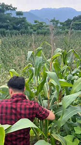 Mus noj dib os😍 | Giàng Thị Lina