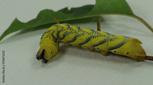 Yellow caterpillar crawl on white and eat leaf. Death head moth. Hawk moth caterpillars larvae of sphingidae Acherontia atropos. Stock Video