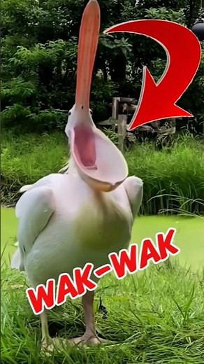 Most Terrifying Bird Sound You’ve Ever Heard 😱 | Scary Animal Sounds #birds #animals #sound