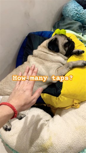 How many taps till yumi gets mad and walk out 🤣