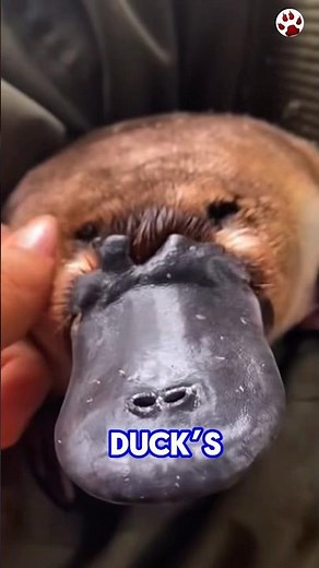 This Animal Shouldn’t Even Exist! 😱🦆 #shorts #platypus #animalfacts