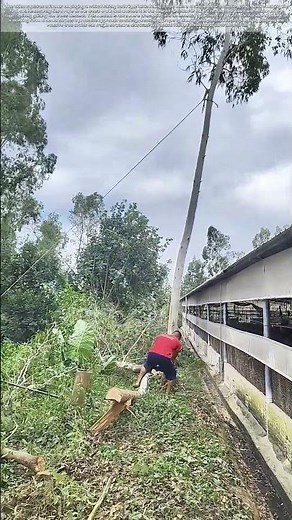 Directing the Fall: The Simple Rope Technique That Protects a Farm's Assets