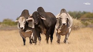 Kroon Vee bied 4 bulle aan by die Noord-Kaap Brahmanklubveiling. • LOT 5 | JVZ22-294 • LOT 6 | GVZ22-751 • LOT 23 | JVZ22-260 • LOT 24 | GVZ22-726 VEILING: 17 September 2025 ⏰: 11:00 📍: Vryburg Skougronde NAVRAE: Jan Jnr 082 944 0500 | Gideon 082 944 0600 | Lourie 066 587 1028 • • • #kroonvee #brahmanveiling #brahmanstoet #kroonveebrahman | Kroon Vee Brahmans