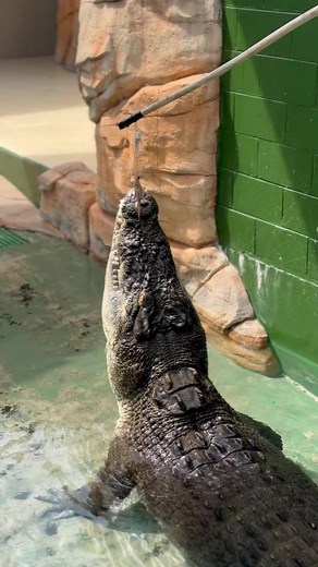 ✨🐊 we offer our VIP TOUR guests the unique opportunity to feed some of Australia’s largest Saltwater crocodiles as part of a 1.5hour fully guided tour of the attraction!Highlights include an introduction to the World’s largest display of Australian reptiles and aquatic creatures of the Top End as well as behind the scenes access into the world of the Saltwater Crocodile. Gain VIP access here - www.crocosauruscove.com | Crocosaurus Cove Darwin