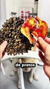 This dog fell into its owner's trap 😂🍖