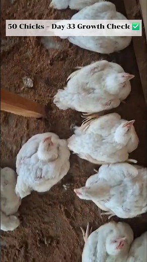🐣 Day 33: Watch These 50 Chicks Grow into Chickens! | Chicken Growth Milestone