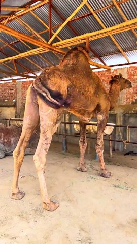 Cattle Farm: Breeding and Cow Mandi in Karachi