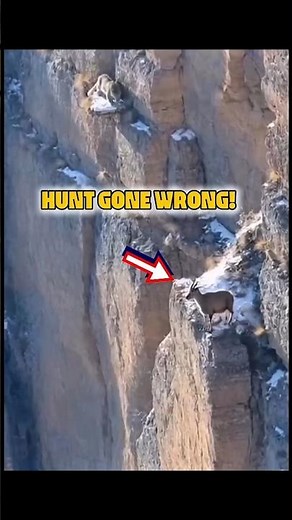 Snow Leopard MISSES Deadly Ambush Mountain Goat Shocks Everyone! 😱 #snowleopard