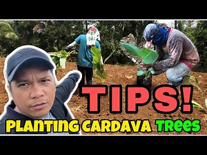 HOW TO PLANT CARDAVA TREES #1 | #BANANA #PLANTINGTIME #FARMMAKEOVER