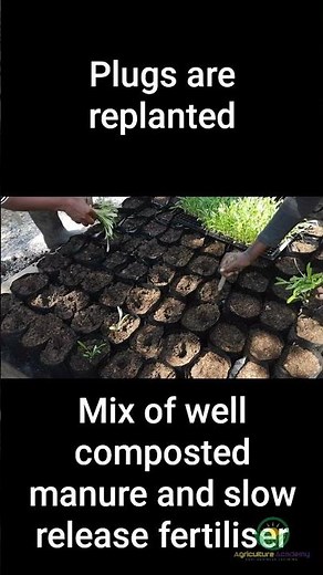 How Do Nurseries Grow High Quality Plants?