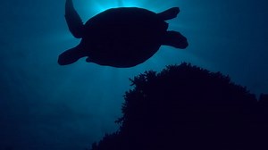 Galaxy’s Purposeful Innovation With Discarded Fishing Nets