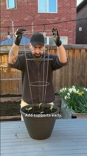 Growing cucumbers at home is easier than you'd think