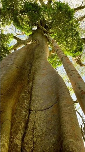 The Amazonian Sumaúma