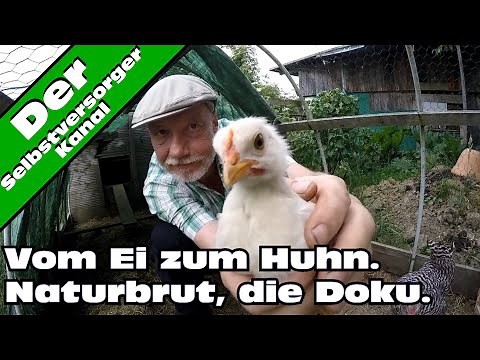 Vom Ei zum Huhn. Naturbrut. Die Doku