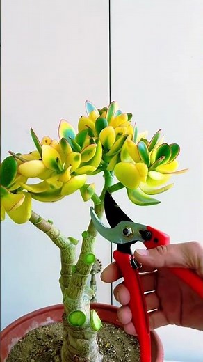 How to Prune and Shape Your Jade Plant (Easy Guide)